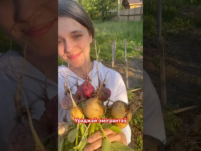 Смакатааа️ #вёска #жизньвдеревне #переехали #обустройство #огород #урожай2025 #огородник #польша#рб