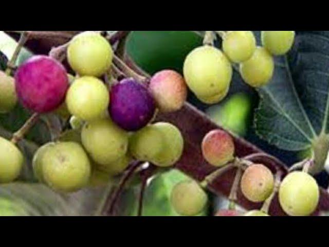 Falsa Fruit Plant and Falsa Garden