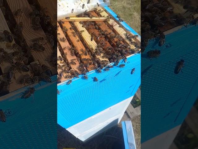 трутень #bee #пчелиныйрой #beekeeper