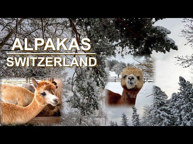 They have conquered our hearts - Sweet alpacas in the Zurich Oberland - 4 K