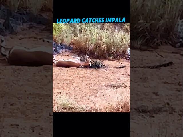 Leopard hunting impala #trending #animals #wildlife #leopard #viralshort #viralshorts #youtube#short