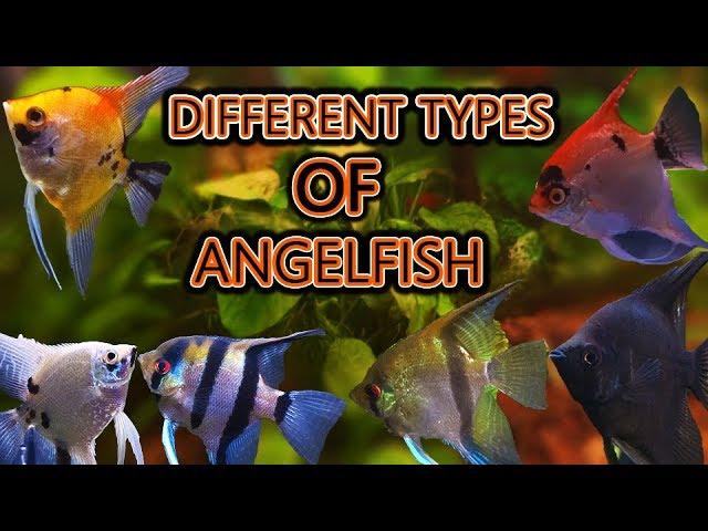 The different types of angelfish