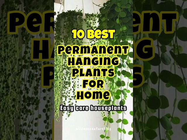 Best permanent hanging plants for home / plants for hanging pots #indoorplants #plants #shorts