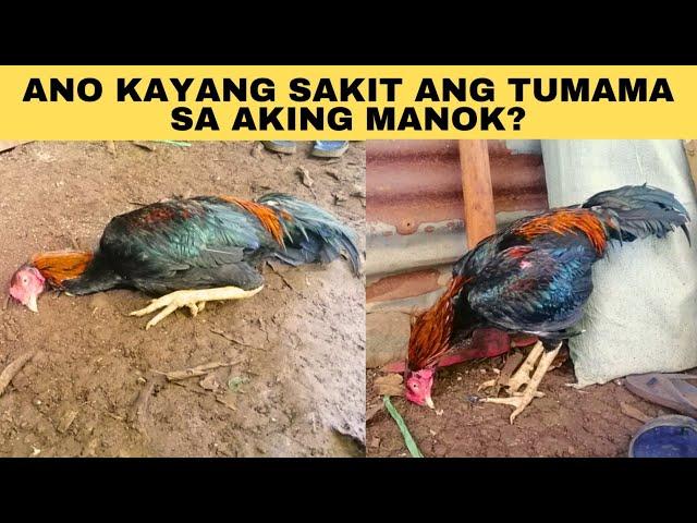 Ano kayang sakit ang tumama sa aking manok?