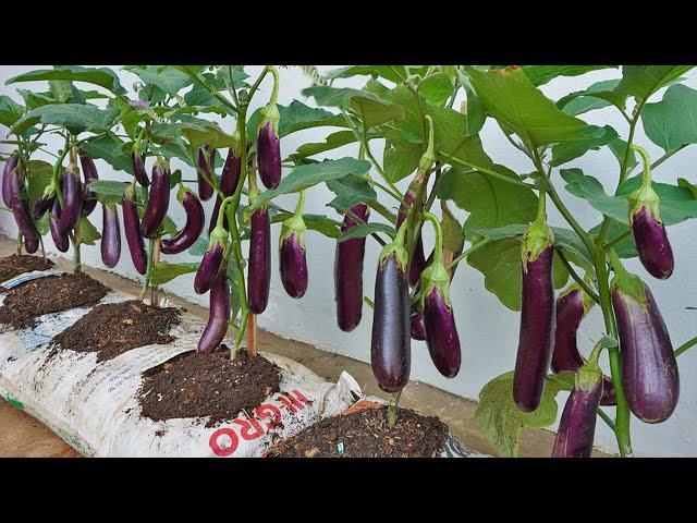 Why do Eggplant grow in bags of soil have so many fruits? Watch and Discover