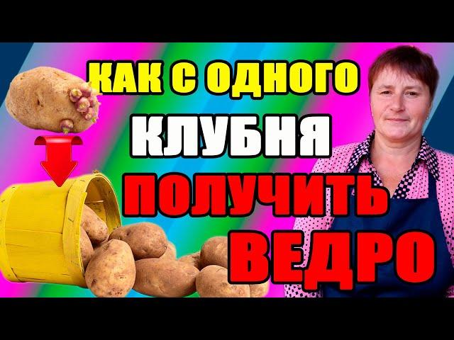 Как с одного клубня картофеля получить ведро. Как бороться с фитофторой.