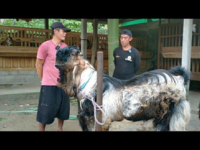 Gentho Farm Terus Perbaiki Kualitas Breeding Peranakan Etawa Jrabang