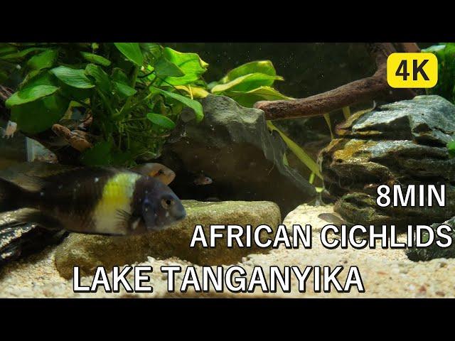 Relaxing Aquarium Fish Tank 8min/African cichlids/Lake Tanganyika