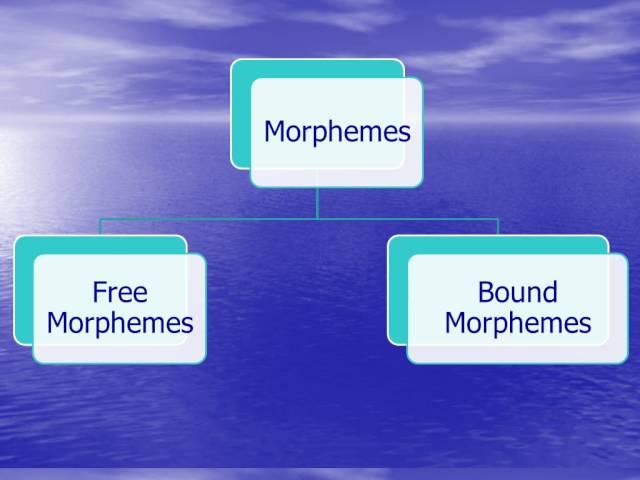 Morphology third year education