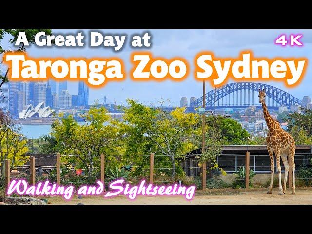 TARONGA ZOO SYDNEY AUSTRALIA | Day Tour Exploring Walking Sightseeing | 4K Travel | Wildlife Animals