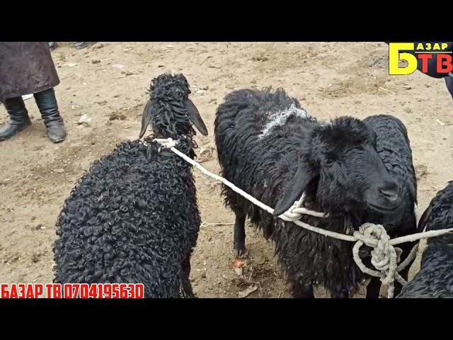 Өзгөн кой базары 04 04 2021ж Козулар өтөө кымбат баалуу тез көрүңүз 