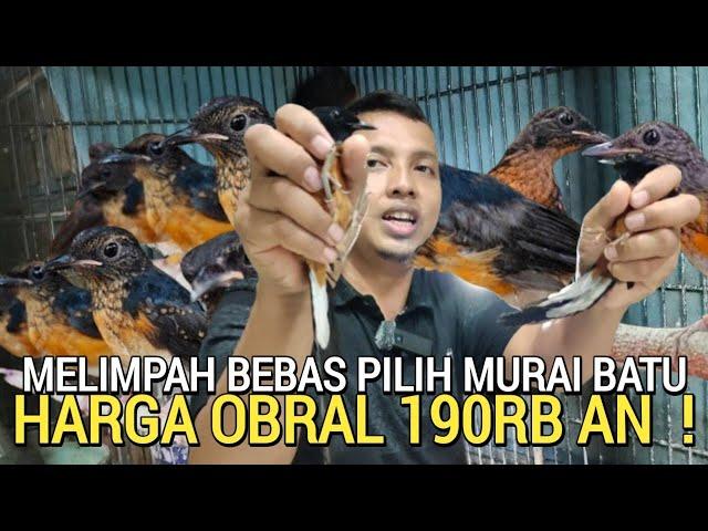 SADIS ! OBRAL HARI INI MURAI BATU TERMURAH 190RB AN BEBAS PILIH DI PASAR BURUNG PRAMUKA