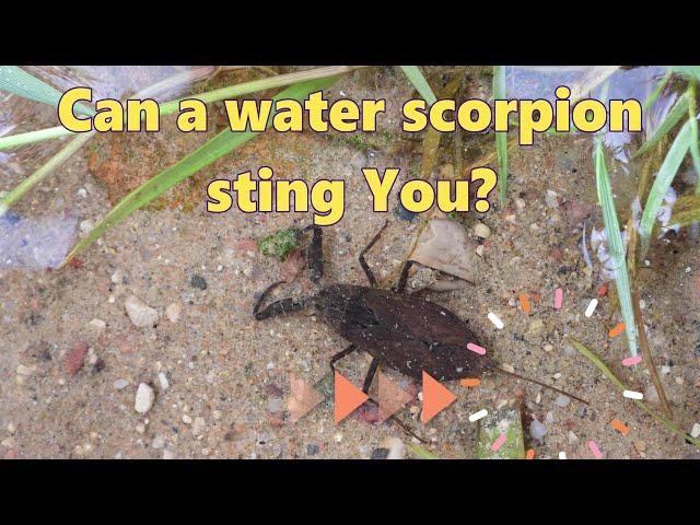 Can a Water Scorpion Sting You?