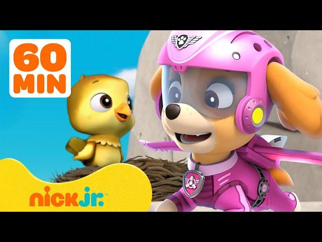 PAW-Patrol-Skyes beste Rettungsmissionen & Abenteuer! | 1-Stunde-Compilation | Nick Jr. Deutschland