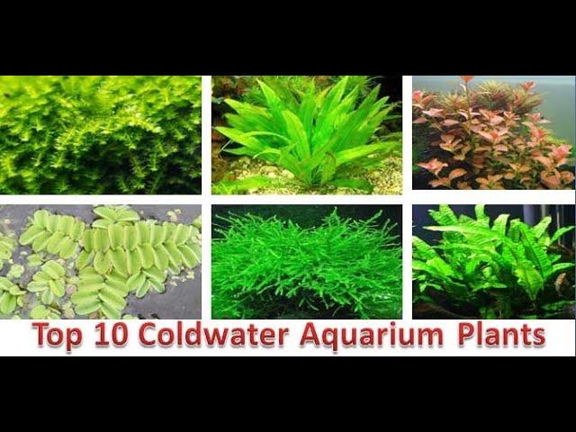 10 Best Cold Water Aquarium Plants