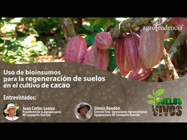 Uso de bioinsumos para la regeneración de suelos en el cultivo de cacao - Suelos Vivos