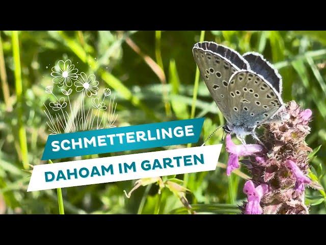 Schmetterlinge im eigenen Garten