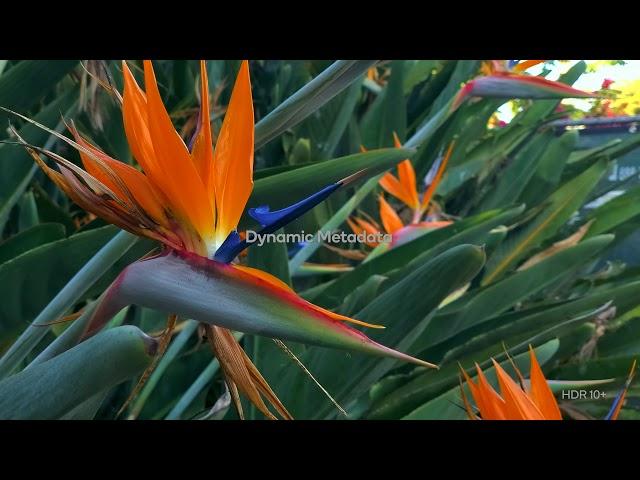 Professional Quality 4K HDR10+ Video on Mobile Phones with Qualcomm Snapdragon