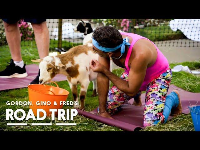 Yoga With Goats After Cannabis-Infused Lunch | Gordon, Gino and Fred's Road Trip