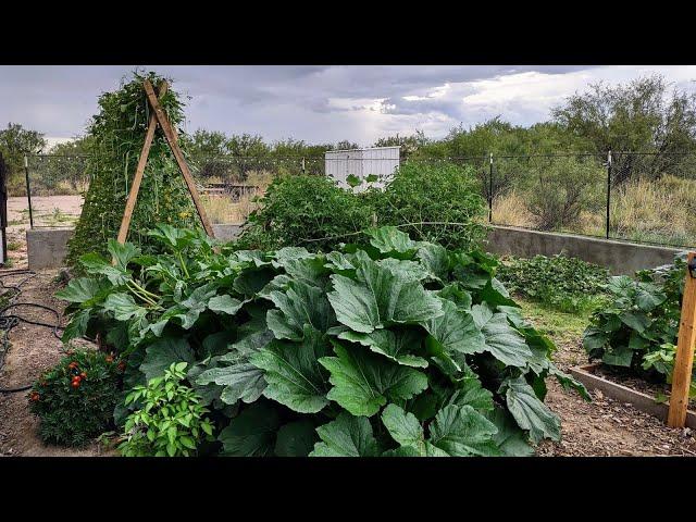 Gardening in the Arizona Desert Using Native Soil  No Fertilizer, Growing Organic Vegetables