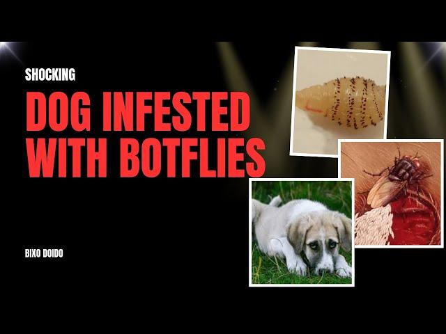 SHOCKING! Dog Infested with Botflies – Unbelievable Rescue! 