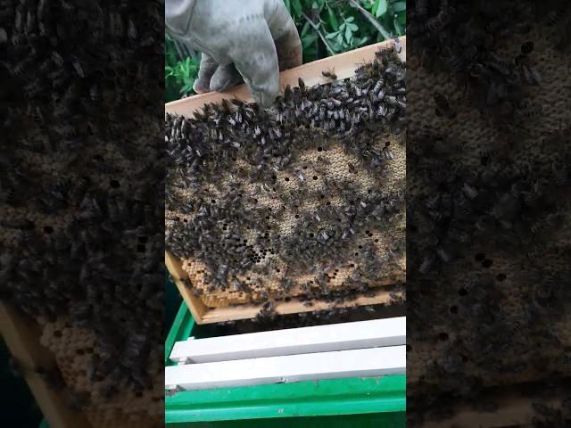 отбираем рамки расплода доя чистопородных маток #bee #пасека #пчеловодство #пчёлы #beekeeper #мёд