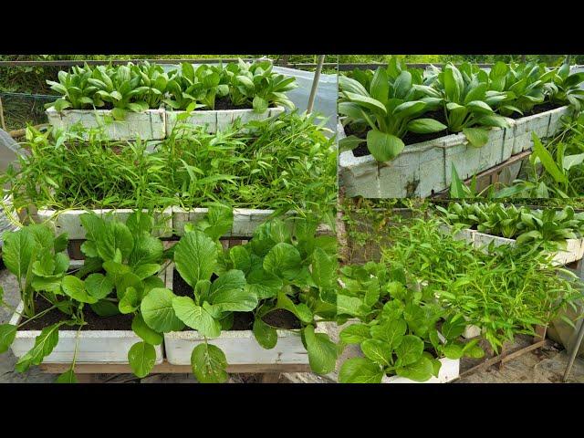 Planting Vegetables in the Home Yard |  Sawi Pakcoy, Sawi Caisim, Kale