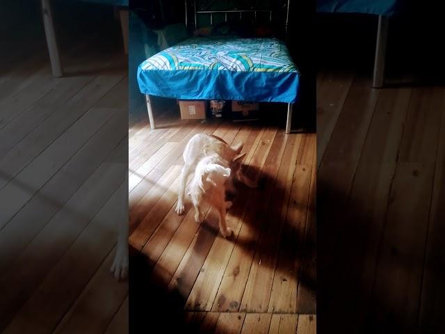 El acoso de la masha a la #marujita  amor perruno 