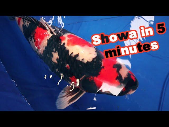 SHOWA KOI variety 5 minutes | Koi documentary