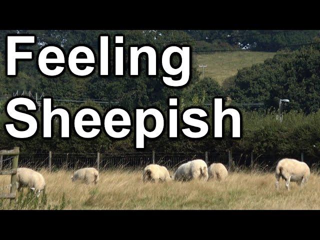 189. Tight squeezes and a sheep drama, on the Trent & Mersey canal