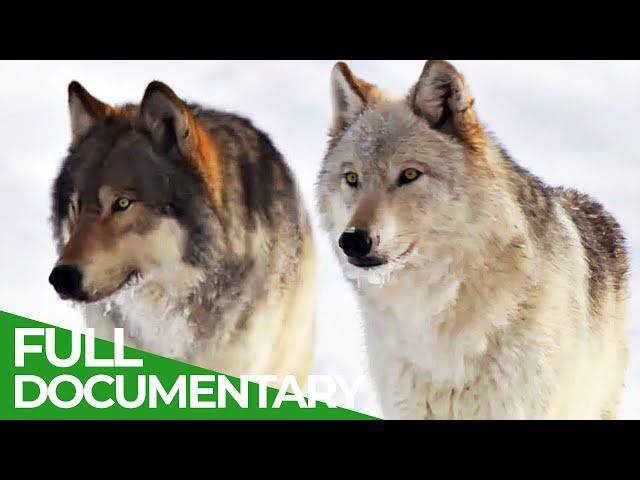 White Wolf -  The Revival of the Hayden Valley Pack | Part 2 |  Free Documentary Nature