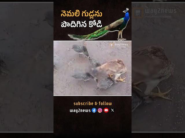 Nemali Gudlanu Podigina Kodi | Andhra Pradesh | Alluri | #way2newstelugu | #way2news