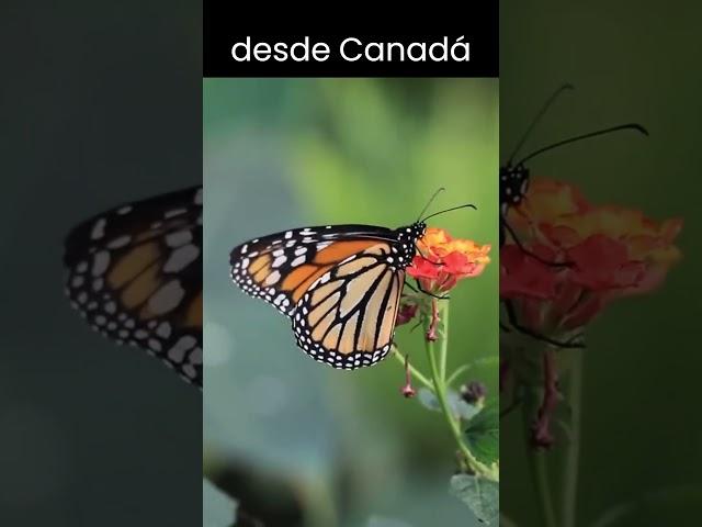 #shorts Sabías que México la mariposa monarca  #mexico #mariposa #monarca  #insectosybichos #fyp