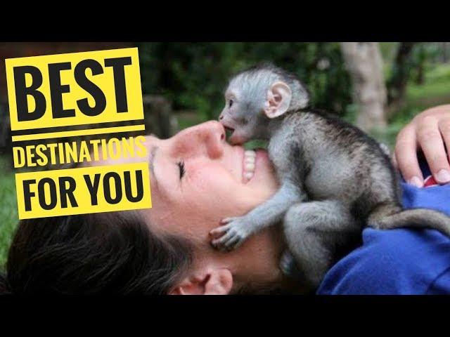 AMAZING!! Look Volunteer with Monkeys in South Africa