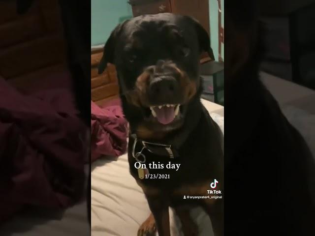 This Rottweiler my dog stole my bed! My wife! And my dignity #bear #bearfromtiktok