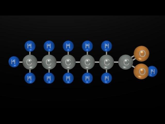 Fat: Part 1 of 4 "Free Fatty Acids and Triglycerides"