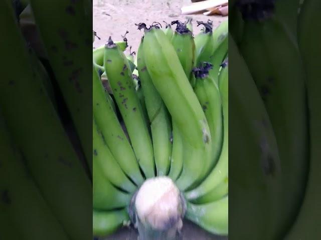 Jahaji Kol/banana