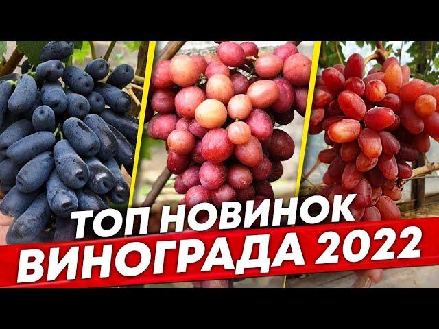 Лучшие новинки винограда 2022г. ТОП столовых сортов виноградник С. Мансурова. Шпалера для винограда