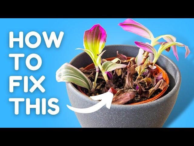 I Stopped Killing My Tradescantia Once I Learned This