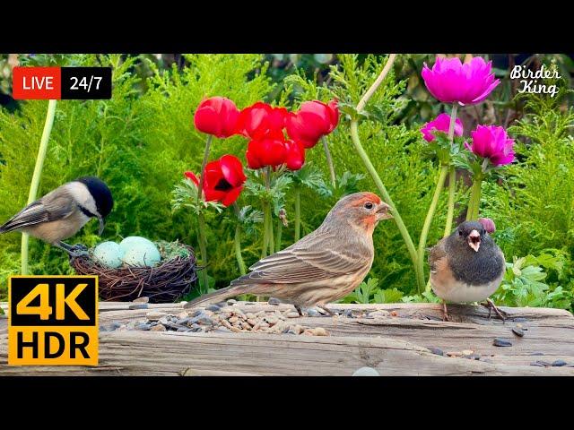  24/7 LIVE: Cat TV for Cats to Watch  Cute Birds and Squirrels 4K Cat Games