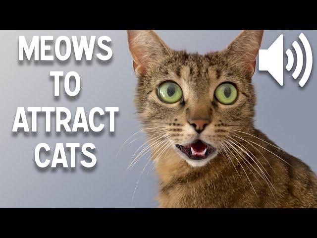 Sounds that attract cats - Meow to make cats come to you