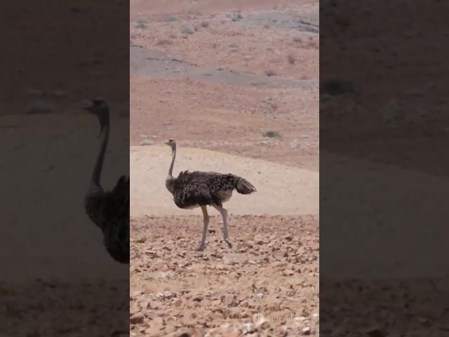 The Incredible Secrets of Ostrich Eyes