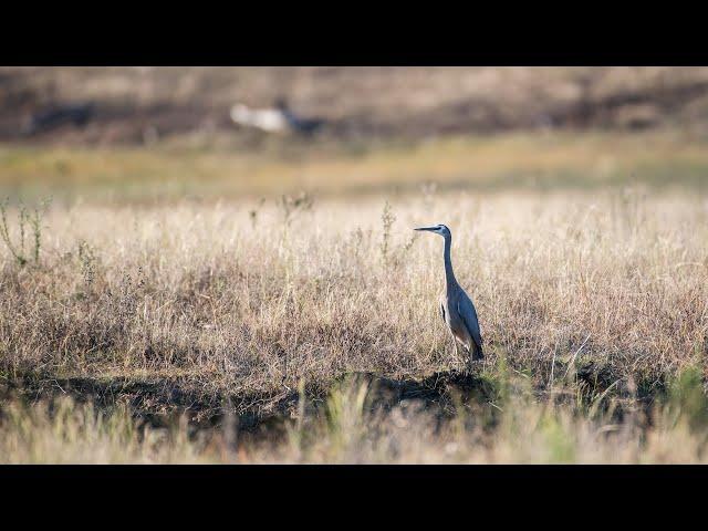 Дикая Австралия 1 серия | Wild Australia | (2011) 