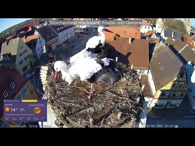 2025 03 05 Storchennest Höchstadt, schöner sonniger Nachmittag und die Zwei bauen am Nest