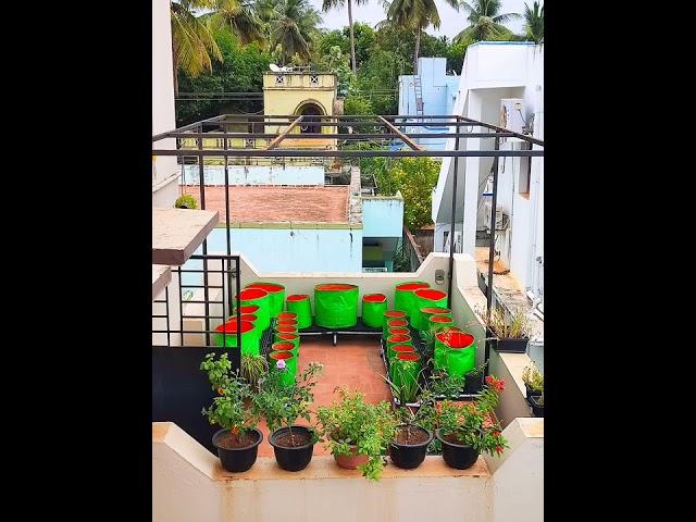 RENEWED TERRACE GARDEN |புதுப்பிக்கப்பட்ட மாடி தோட்டம்.#happygardening #maadithottam #terracegarden