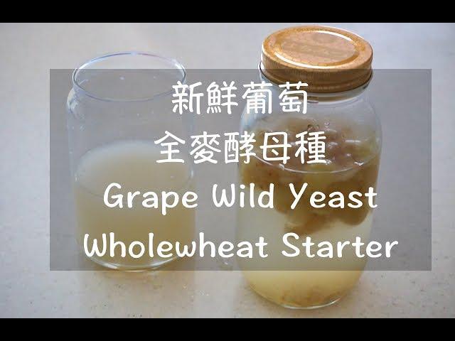 新鮮葡萄全麥酵母 #青提酵母 酵液+酵種超完整介紹  Grape Wild Yeast liquid/starter 生ぶどう酵母と元種の起こし方 HD觀賞