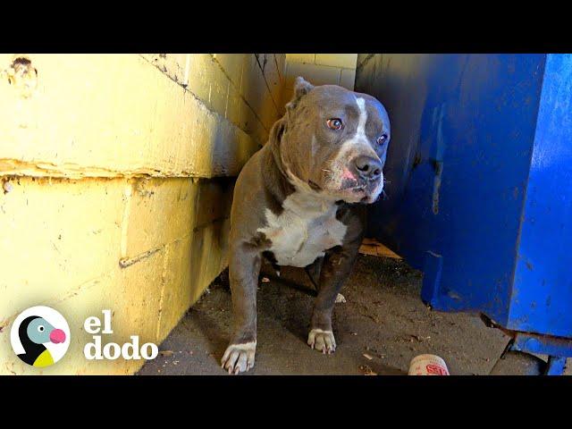 Perro no dejaba de temblar hasta que sus rescatistas le dieron un abrazo | Puro Pitbull | El Dodo