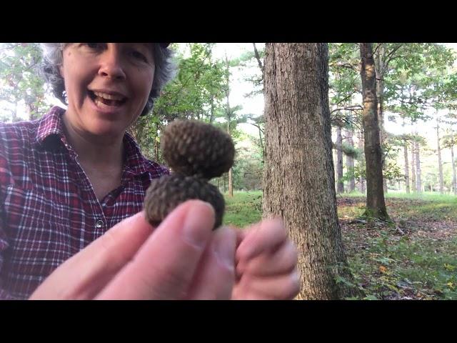 Quercus michauxii (swamp chestnut oak)