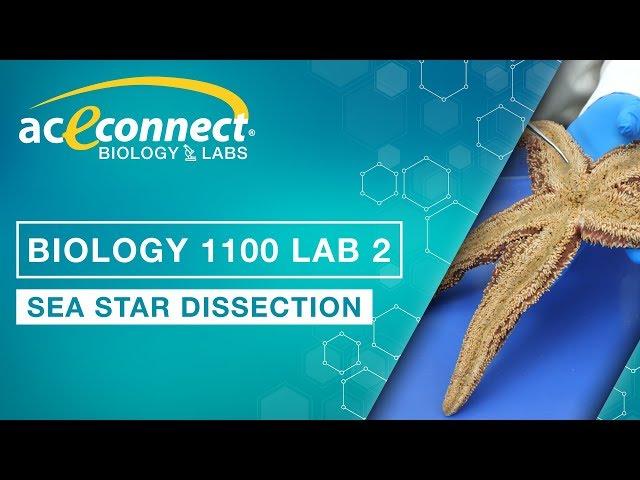 Biology Lab || Sea Star Dissection