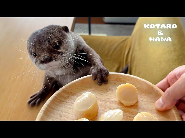 Otters Lose Their Minds Begging for Scallops